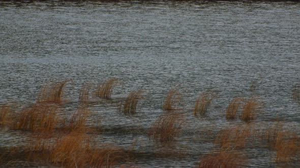 Pond water surface in the wind with yellow grass