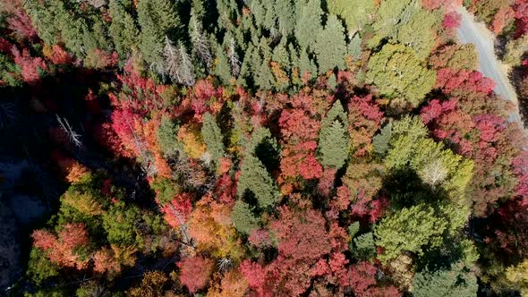 Aerial view looking down at various colors of foliage during Fall