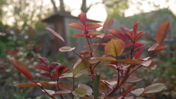 New Leaves of Rose Bush