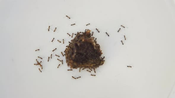 Ants Eat A Piece Of Meat