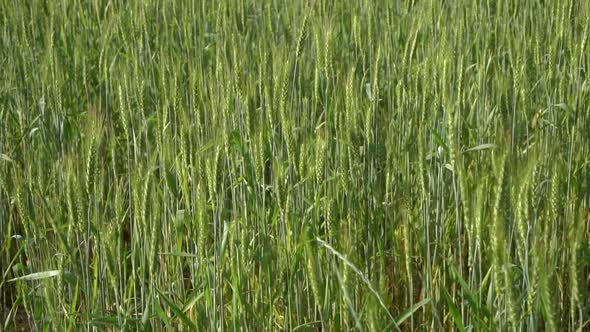 Wheat Agricultural Field in Summer at Sunset