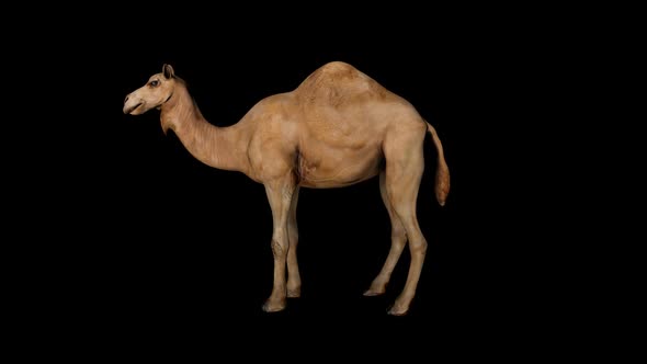 Camel Idle