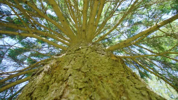 Embossed Bark of Pine Tree Trunk with Thin Branches in Park