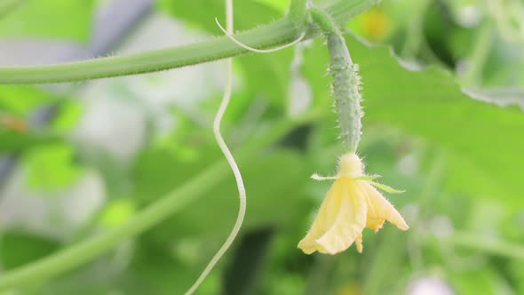 A Cucumber Blooming with a Yellow Flower Hang on a Branch in a Greenhouse