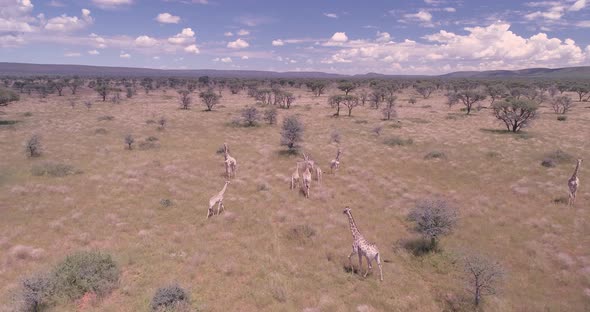 Zebra running - Aerial View