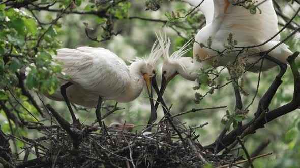 Eurasian Spoonbill nest with parents feeding its young; close-up static