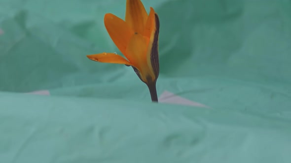 Timelapse of a Bright Yellow Crocus Bud Blooming on a Turquoise Background