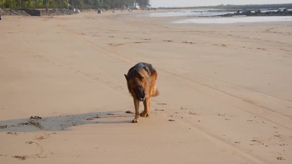 Young German shepherd dog trying to swallow toy ball on beach | German shepherd dog playing and chew