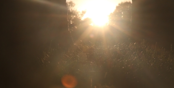 Afternoon Sun Behind Tree and Grass Slider Shot 03