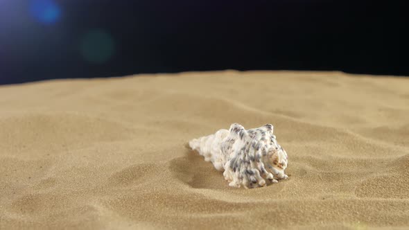 Unusual Sea Shell, White, on Sand, Black, Shadow, Rotation