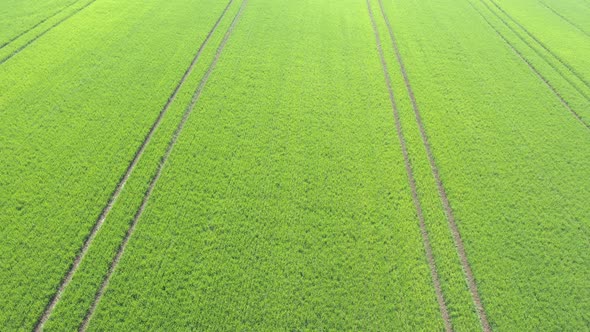 Tractor tire tracks over the young wheat plants 4K drone video