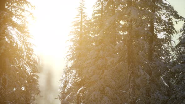 Splendid Christmas Scene in the Mountain Forest. Colorful Winter Sunrise