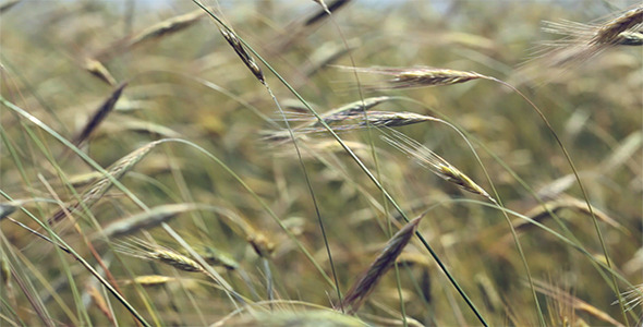 Wheat Field