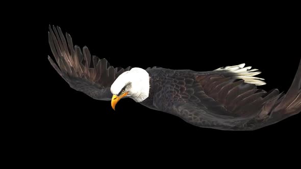 Bald Eagle Flying With Alpha Channel