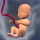 Baby Inside a Mother's Womb 4K - VideoHive Item for Sale
