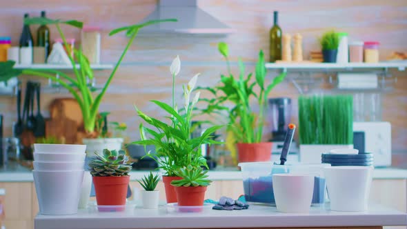 Decorating with Houseplants