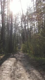 Vertical Video of a Road in the Forest Slow Motion