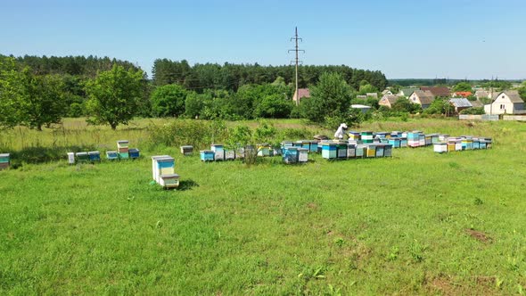 Apiary on field in summer