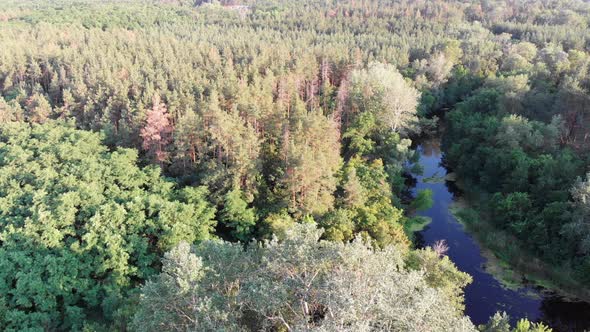 Aerial View of Riverbed Between Pine Forest. River Near Tops of Green Trees