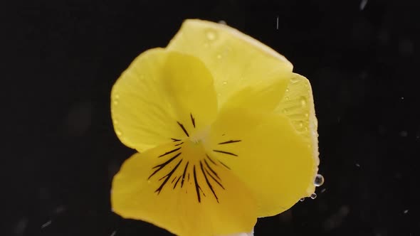 Flowering Herbs Macro Beautiful Yellow Flowers with Water on Black Background