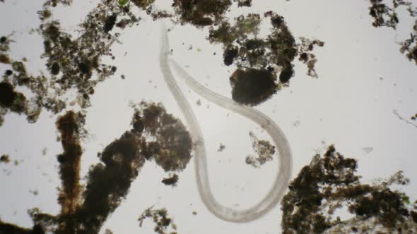 Nematode Under The Microscope alt