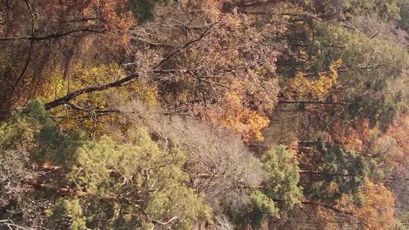 Vertical Video of Trees in the Forest in Autumn