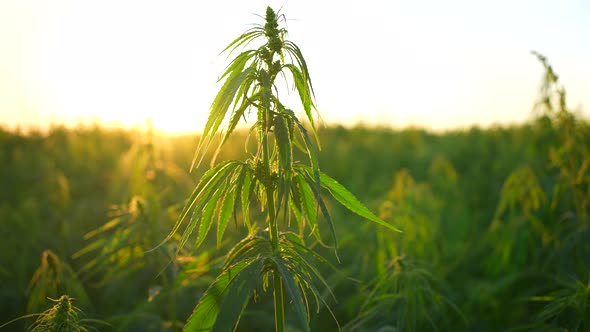 Closeup of a Green Cannabis Plant at a Beautiful Sunset