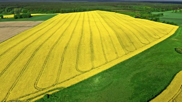 Amazing yellow raps flowers in Poland countryside.