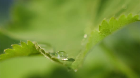 Drops of Water Falling on Plant Leaf Closeup of Raindrop on Green Leaves