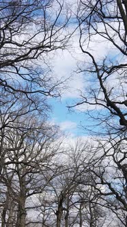 Vertical Video of the Forest with Trees Without Leaves Slow Motion