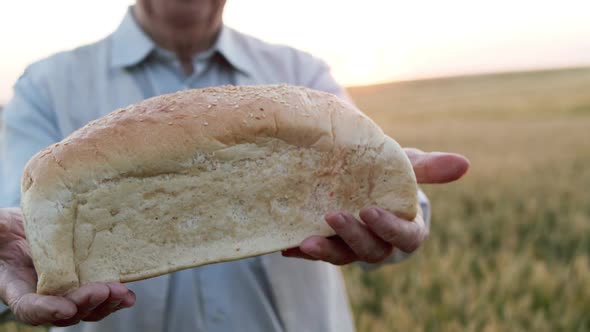 Old Man Presents a Loaf of Bread with Light Smile at the Camera in a Wheat Field