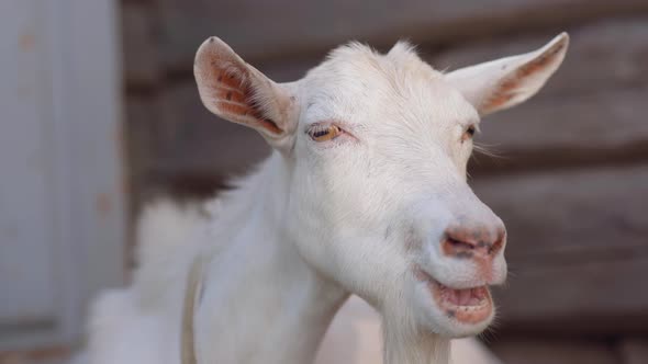 White Chewing Goat in the Village