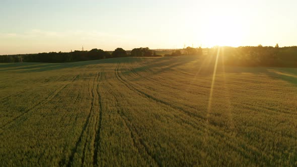 Red Wheat