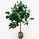 Ficus tree in a pot - 3DOcean Item for Sale