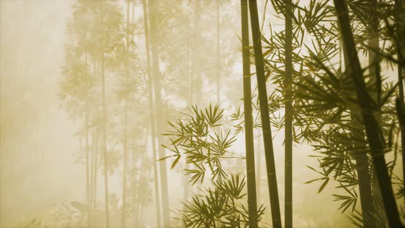 Asian Bamboo Forest with Morning Fog