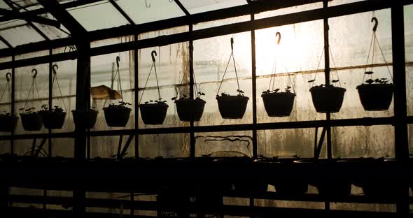 Potted Plants On Table In Greenhouse