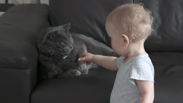 One Year Old Baby Boy with Gray Cat Spending Time Together at Home Child Tries to Touch the Domestic