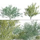 Parkinsonia Florida - Blue Palo Verde 03 - 3DOcean Item for Sale
