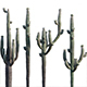 Carnegiea Gigantea - Saguaro - 3DOcean Item for Sale