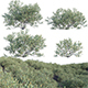 Simmondsia Chinensis - Jojoba - 3DOcean Item for Sale