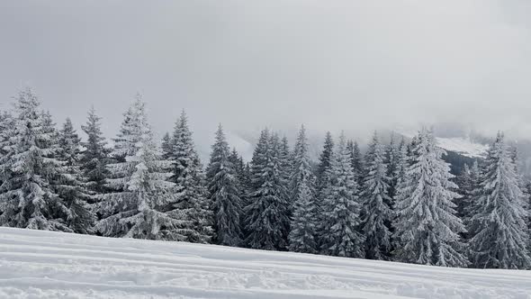 Fir Forest in Clouds After Snowfall at Winter Mountains