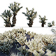 Cylindropuntia Bigelovii - Teddy Bear Cholla 02 - 3DOcean Item for Sale