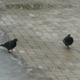 Pigeons in a Street - VideoHive Item for Sale