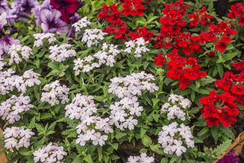 Flowers in pots at the market. Flower market, shop on a city street. Gardening.