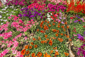 Flowers in pots at the market. Flower market, shop on a city street. Gardening.