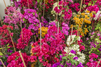 Flowers in pots at the market. Flower market, shop on a city street. Gardening.