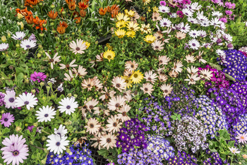 Flowers in pots at the market. Flower market, shop on a city street. Gardening.