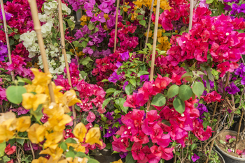 Flowers in pots at the market. Flower market, shop on a city street. Gardening.