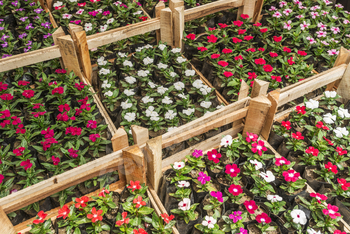 Flowers in pots at the market. Flower market, shop on a city street. Gardening.