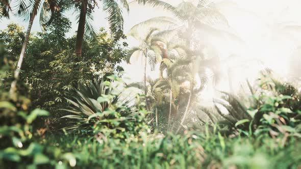 Tropical Garden with Palm Trees in Sun Rays